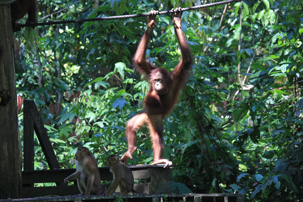 Orang Oetan op het platform